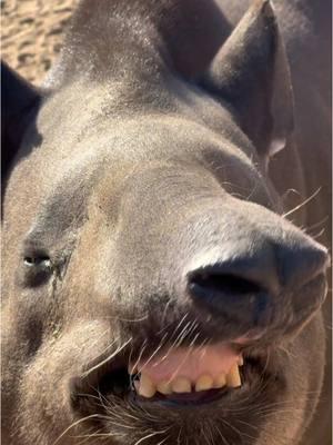 Sunday smiles from Barney and Petunia the South American Tapirs 😊 Tapirs play an incredibly important role in developing and maintaining healthy ecosystems. Known as “Gardeners of the Forest,” they consume a vast variety of plant matter, then disperse the seeds through their scat. This not only improves forest health overall, but it also spreads the seeds of certain slow growing trees. This makes the tapir one of the world’s most crucial helpers in combating climate change! 🌱  #tapir #sundayfunday #smile 