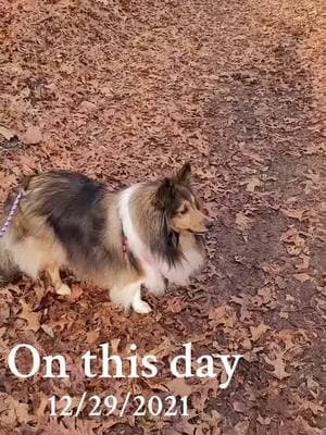 #onthisday #followingfeather #shetlandsheepdog #Feather #shelties #dogs 