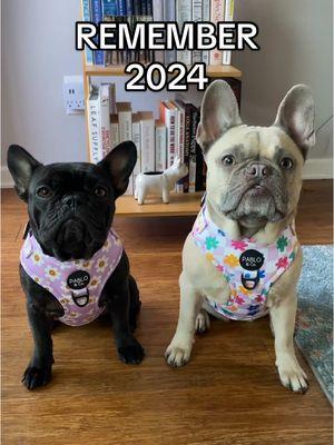 And 2025 only has more in store! ✨ #frenchies #frenchbulldog #dogmom #dogperson #weratedogs #dogoftheday #dogfluencer #smallcreator #mustlovedogs #dogsoftiktok #frenchiesoftiktok #frenchielover #frenchiesociety #dogtok #2024recap #2024 #2024dump #CapCut 