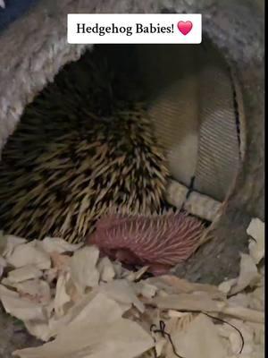 Our little Heidi surprised us with babies. Obviously, pregnant when we got her, we had no clue! #fyp #hedgehog #babyhedgehog #cuteoverload #PetsOfTikTok #pethedgehog 