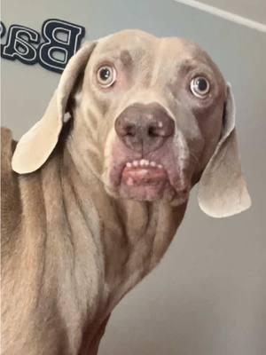 #CapCut #fyp #viral #dog #weimaraner #funny #teef #hadtoo 