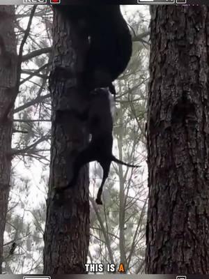 The black bear was attacked by a pack of hunting dogs #blackbear #bear #dogs #huntingdog #animals #wildanimals #fyp 