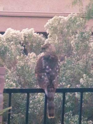 #CoopersHawk #ArizonaSky 