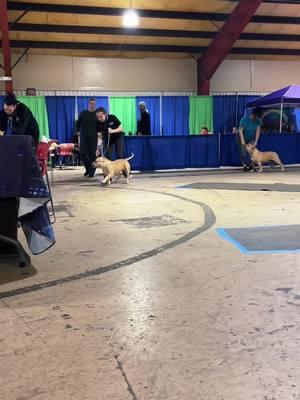 BVKs BigMak !!  The progress this dog has made is phenomenal. im so proud 🩷  #brcglobal #dogshow 