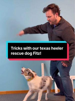 Tricks with our Texas Heeler rescue dog Fitz! He turns two in a couple of weeks 🤯 #rescuedog #dogtricks #DogTraining #rescuedog #dogsoftiktok #dogdancing #dancing #mansbestfriend 