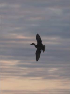 Working ducks into the spread never gets old… #waterfowlhunting #huntingseason #waterfowl #duckhunting #duckhunt #wigeon #oklahoma 