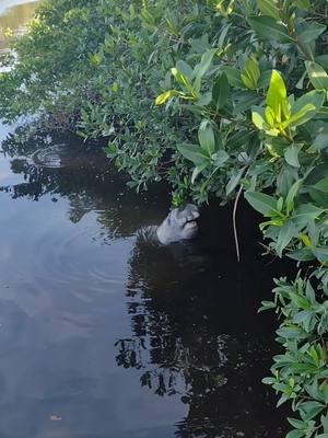 mermaid nibbling on mangroves #thewildmarketplace #fishtok #travel #nature #manatee #seacow  #mermaid 