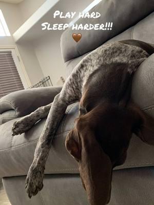 #germanshorthairedpointer #germanshorthairedpointeroftiktok #remington #lovethisgirl #remismom #spoiled #spoiledrotten #dogsoftiktok #obsessed #fyp #fypシ゚viral #🤎 