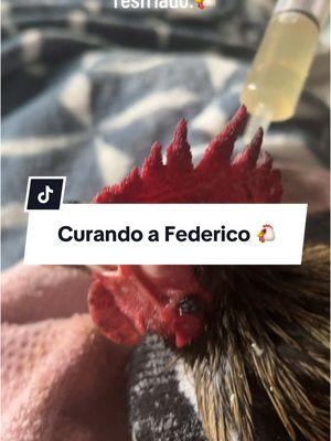 Les estaré informando su estado 🐔#catracha #pollos #parati #paratupagina #fypシ #foryou #fyp 