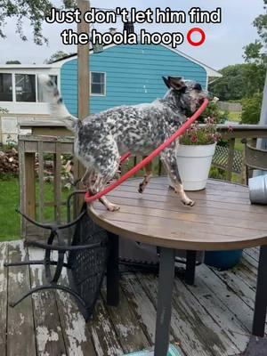 #dogtok #heelertok #cattledog #blueheeler #heelerdogs #heelersoftiktok #heelers 