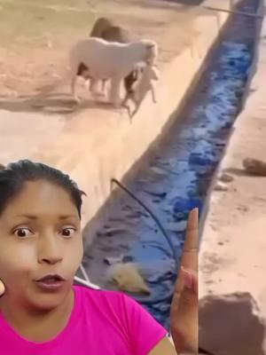 Increíble cómo ambas madres se apoyan para recuperar al cachorro #animales #amor #lealtad #solidaridad #equipo #mascotas #dog #can #fieles #amorporlosanimales #viral #paratiiiiiiiiiiiiii #usa #fyp #longervideo #rescate