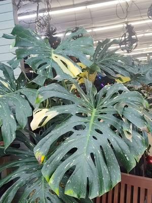 I haven't been to @Strader’s Garden Center in a couple of months, I was definitely missing the kitties and plants. Decided to stop in on a whim today and wanted to share these beauties with you 😍🌿 #monstera #monsteradeliciosa #monsteraThaiconstellation #maturemonstera #ohioplantlady #zone6 #plantok #ohioplantpeople #ohioplants #stradersgardencenter  #favoritegardencenter