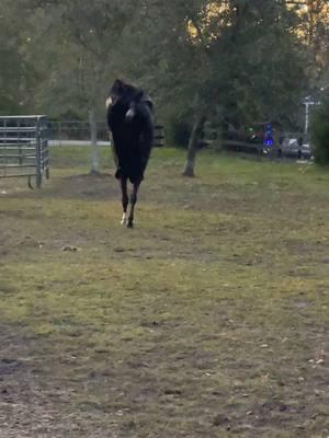 She’s going to be fun to get started 🤪 #horsesoftiktok #apha #companyrequired #hunter #equitation #pleasurehorse #westernpleasure #hunterjumper #bucking