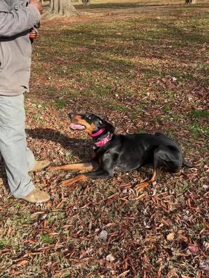 Morning training with one 1 year old Dani. #doberman#igp#ipo#schutzhund 