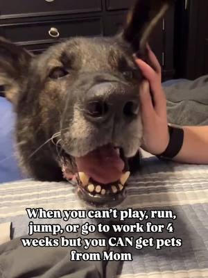 There aren’t many fun parts of healing from lifesaving surgery… but this is one of them. 🐾💙 #k9quinn #k9 #k9life #policedog #sablegsd #k9unit #germanshepherd #policelife #k9quinnip #quinnstrong 