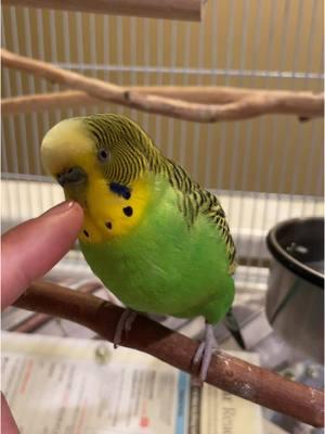 Parakeets For Beginners  #budgie #parakeet #budgielife #parrotmama #parrotsoftiktok #petbird #parakeetbird #birdtiktok #birdsounds #birddancing #parrotmama