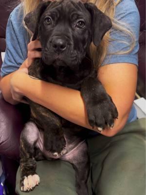 Chestnut Brindle Male AVAILABLE #venomcanecorsos #arkansascanecorsobreeder #italianmastiffcanecorso #canecorsopuppiesforsale #puppiesoftiktok #cabotarkansas #searcyarkansas #conwayarkansas 