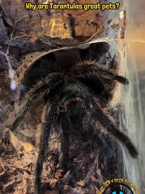 Can you guess the species featured in this video? 🕷️ 💚 💙 🧡 #tarantula #spider #cute #cool #exoticpets #exoticanimals #pets #wildlife #nature #beautiful #amazing #funfact #petcare #educational #petspider #pettarantula #colorful #reptiles #invert 