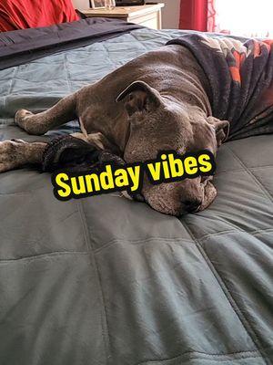 #dogsoftiktok #dogs #dogtok  #seniorpup #merrychristmas   #friends  #nala #cute  #angel  #petsarefamily #tired  #dogvideo #pitbull #friday  #bullybreed #bestie  #pitbullsoftiktok  #furbaby #sosweet  #furbabylove #dogmom @jamesjobe35   dog video if you are a dog lover dogs that sleep my soul dog poem Dog Talking Dog TikTok Trends funny dog videos