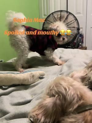 Our little 4 lb Sophia Mae. She’s so spoiled and she’s mouthy at times. We love her so much. Just some cuteness overload #kentuckygirl #dogsoftiktok #shipoo #poodlesoftiktok #shihtzusoftiktok #puppiesoftiktok #stayhumble #kentucky #fyp #animalrescuer #rescuedogsoftiktok #foryourpage #pleasegoviral #follower #goals @Lola’s Paws Ky Rescue & Foster 