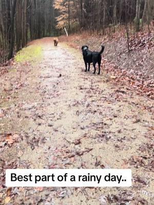 Who am I kidding?? Best part of every day❤️ #chaoswithcash #tank💙cash #ourlittlecircus💙 #fyp #dogsofttiktok #rainyday #dogwalk #walkies 