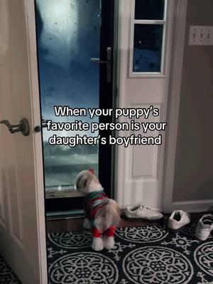 #fyp #puppy #puppies #puppytiktok #shihtzu #shihtzusoftiktok #shihtzupuppy #dog #dogsoftiktok #traitor 