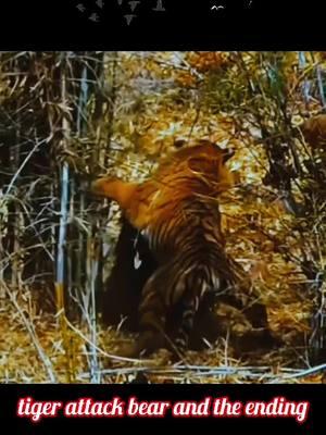 #tiger #bear #animals #animalvideo #animalplanet #animalworld #tiktokmaimals #animalsoftiktok #wildlife #wildlifephotography #wildanimals #wildlife #capcut 