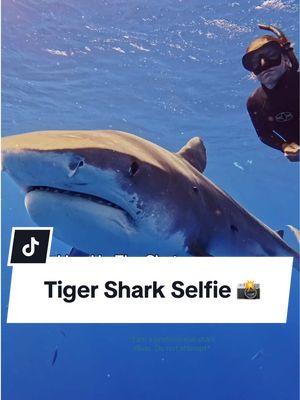 Lining up a selfie with a tiger shark is definitely not an easy task, and not one I would recommend anyone trying without years of experience working with them and seeing behaviors that allow for this type of interaction. But having the flip screen available on the @insta360_official Ace Pro makes getting these shots so much easier because I can actually see what is actually in frame. Making it an incredible tool for me to use on my shark dives🦈 . #insta360 #insta360AcePro #insta360water #shark #sharks #sharkdiving #sharkdiver #sharkdive #tigershark #ocean #oceanlife #underwatervideo #selfie #selfies  