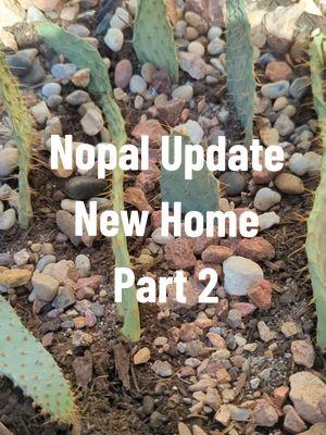 Replying to @cathyclifford4 I planted them in September and now we wait 🌵🕢 #cactus #cactitok #cactuslovers #nopal #cactibabies #cactusaddict #homesecurity #homesecuritymeasures #newhome 