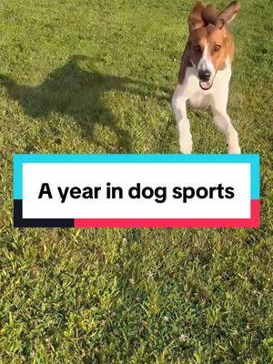 A year in dog sports 🐶🐶 hopefully we can add a few more in 2025! #dogsports #sportdog #drylandmushing #bikejoring #fastcat #dogswimming #activedog #DogTraining #dogtrainingtips 