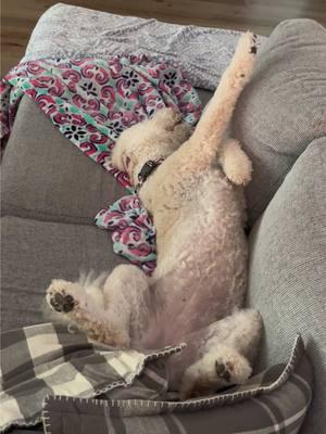 Nap time for Sassy #goldendoodle #sassy #dognap 