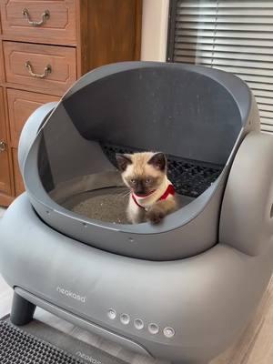 best litter box self cleaning Neakasa: #Smartcatlitterbox #Raisecat #cat #catlitter #clean #pet #neakasa 