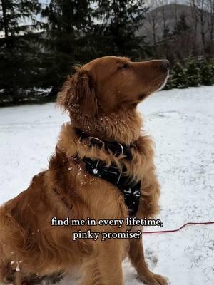 most handsome boy ❤️ #goldenretriever #pupsoftiktok #dogsoftiktok #ticktock ##doglife #dogs #pinksky #catskills 