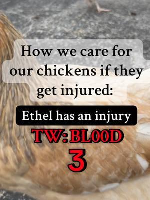 TW: Bl00d- Miss Ethel is doing good now! Unfortunately, chickens are not known for their grace or athleticism so things like this happen. It’s good to have supplies on hand to help them out 🫶🏼  - - - #ethel #ethelthechicken #coopconfessions #belltherooster #bell #babybell #probsbitching #fyp #education #share #havefun #smile #storytime #storytelling #story #animals #farm #farmlife #chicken #educationalpurposes #raisingchickens #chickens #rooster #funnyanimals #chickens #chickensoftiktok #chickentok #tw 