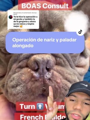 Respuesta a @Isa-Bella operación de nariz y paladar alongado ✅ #greenscreenvideo #akabull #akabulls #frenchbulldog #frenchie #dog #dogsoftiktok #perros #perro #viralvideo #fyp #paratiiiiiiiiiiiiiiiiiiiiiiiiiiiiiii 