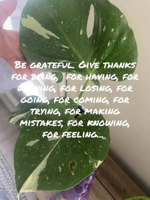 Be grateful. Give thanks for being,  for having, for winning, for losing, for going, for coming, for trying, for making mistakes, for knowing, for feeling. #plantsoftiktok #plantmom #grateful #justbreathe #plantlife #oxygen #thaiconstellation #pathos  #green #begonia #costafarms #plants #fyp #foryou 