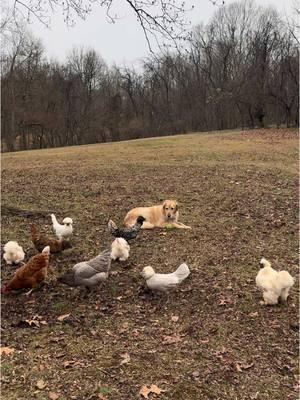 Highly recommend moving to a middle of nowhere property with land 🥺🥰🐶🐔 Your dogs will love it!  . . . #goldenretriever #retrieveroftheday #retrieverpuppies #dogsofmartinsburg #westvirginia #wv #westvirginiamountains #buydirt #land #smallfarm #buyland #middleofnowhere #chickens #dogsandchickens #chickenkeeping #chickenmom #chickenmama #chickentender #freerange #countryliving #countrylife #freerangechickens #freerangechicken 