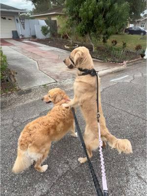 Daisy is now the squirrel sighting support sister. #meerkat #squirrel #goldenretriever #weratedogs #dogsoftiktok 