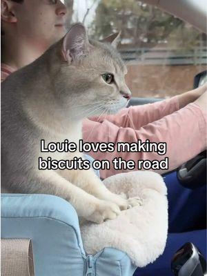 Louie loves making biscuits on the road 🥰. Todd meanwhile just slept in his carrier the entire time. Their pet booster seat is linked in our Amazon storefront ❤️ #catlife #cat #carride #adventurecat #travelcat #britishshorthair #cutecat #britishshorthaircat #catdad #catlover #kucing