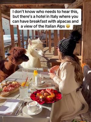 Alpaca my bags and be right there! 🤣 📍Chalet Al Foss #dolomites #alpacas #breakfastgoals #travelgoals #chaletalfoss