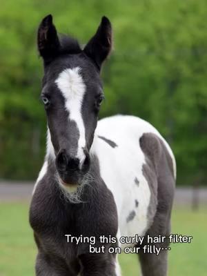 #aifilter #horse #curlyhorse #curls #curlsfordays #curlygirl 