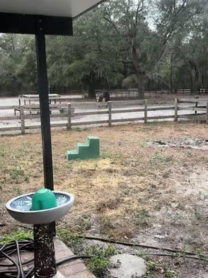 My silly happy babies #horsesoftiktok #horses #qhs #quarterhorses #quarterhorsesoftiktok #ottbs #mustangs #blmmustang #offthetrackthoroughbred #mustangsoftiktok #ottbsoftiktok 