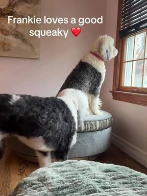 #squeaky #sheepadoodle #pups #dogloversoftiktok 