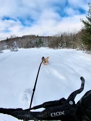 Ready for more snow-adventures? We are!! #siberianhusky #huskysoftiktok #snowbike #sleddog #dogmushing #traildog #runninghusky 