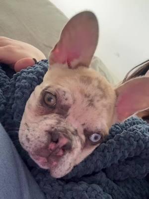 Repórtense fans ♥️😂 #frenchbulldog #frenchie #handsome #bigears #influencer 