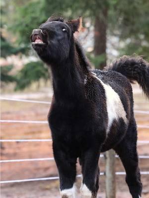 A little toothy grin on your feed from Peachy to brighten your day! 🐴😬 #horselover #funnyanimals #filly #horse #horses #horselife🐴 #sweetgirl #teef #teefers #horsereels #babyhorse #babyanimals #horselove #funnyhorse #montanamoment #smile