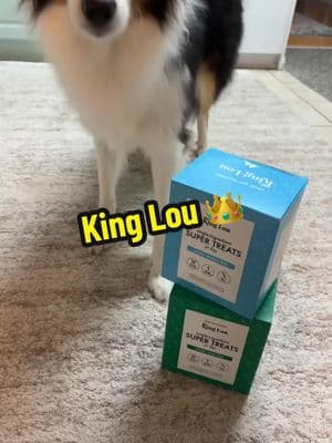 @King Lou products are designed to help pets live longer❣️. They provide the real nutrition they need to thrive🐶🤍 #finleyandjosie #petslife🐶 #tiktokdog #tts #kinglou #dog #dogsoftiktok #jackandfinley #dogtokers #fypdog 