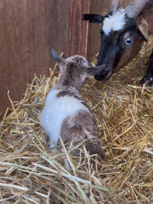 Two twin boys born  Dec. 29, 2024 #faintinggoats #fainters #goat #myotonicgoat #namethem #goats #myotonic 