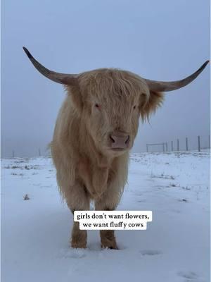 my spirit animal #foryourpage #viralvideo #fypageシ #highlandcow #cowsoftiktok #minicow #animalsoftiktok #PetsOfTikTok #animallover #cutenessoverloaded #countrygirl #relaxingvideos #adorableanimals 