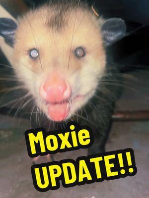 Update on Moxie the Possum!!! ❤️ #moxiethepossum #moxie #PetsOfTikTok #pets #petrescue #dogsoftiktok #catsoftiktok #rescueanimals #possumsoftiktok #dollygeneral #thedodo